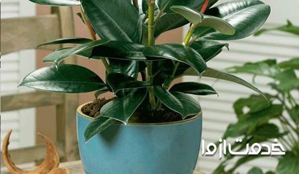 چرا رعایت اصول تمیز کردن گیاهان آپارتمانی مهم است؟